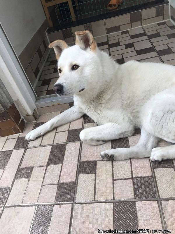 유기견보호센터 강아지보호소 고양이보호소 - 펫찾기 23번째 사진