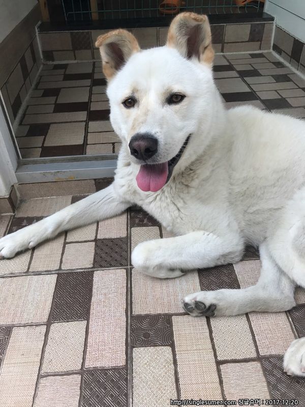 유기견보호센터 강아지보호소 고양이보호소 - 펫찾기 22번째 사진