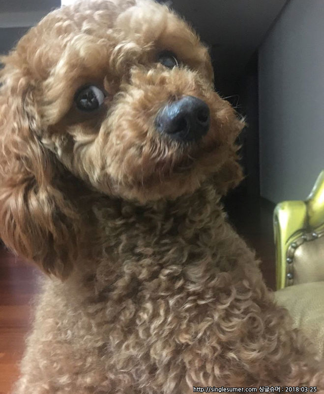 유기견보호센터 강아지보호소 고양이보호소 - 펫찾기 2번째 사진