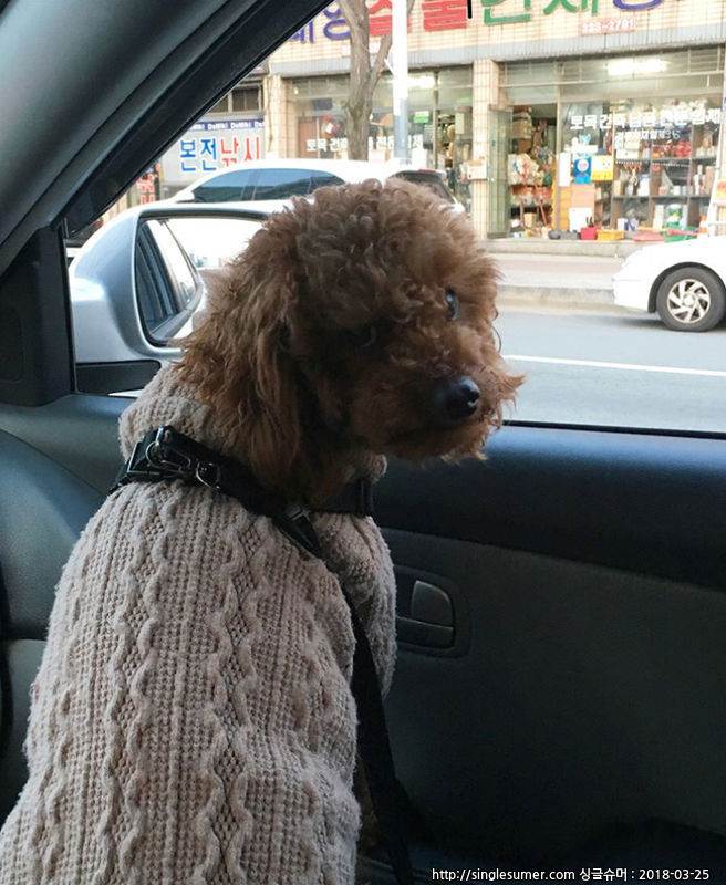 유기견보호센터 강아지보호소 고양이보호소 - 펫찾기 3번째 사진