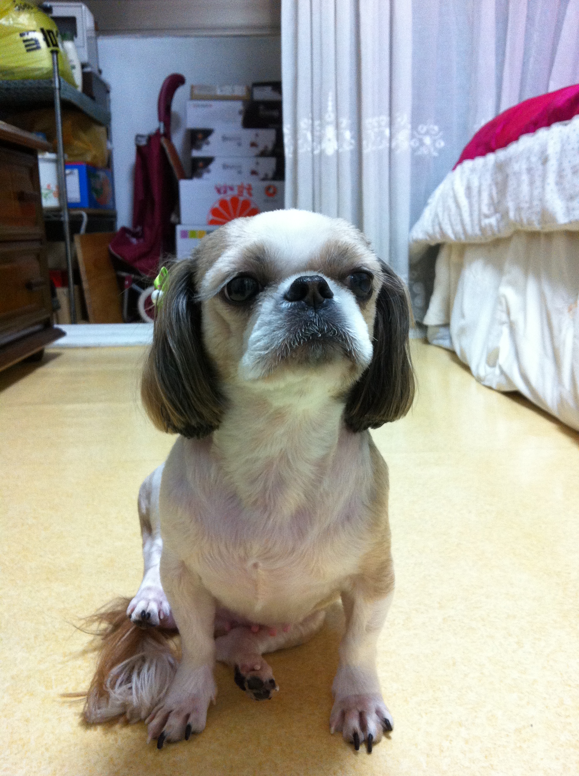 시츄 여아 (8살) 강아지를 찾아주세요. - 강아지 찾아요 - 유기견 보호 센터 - 이미지 2