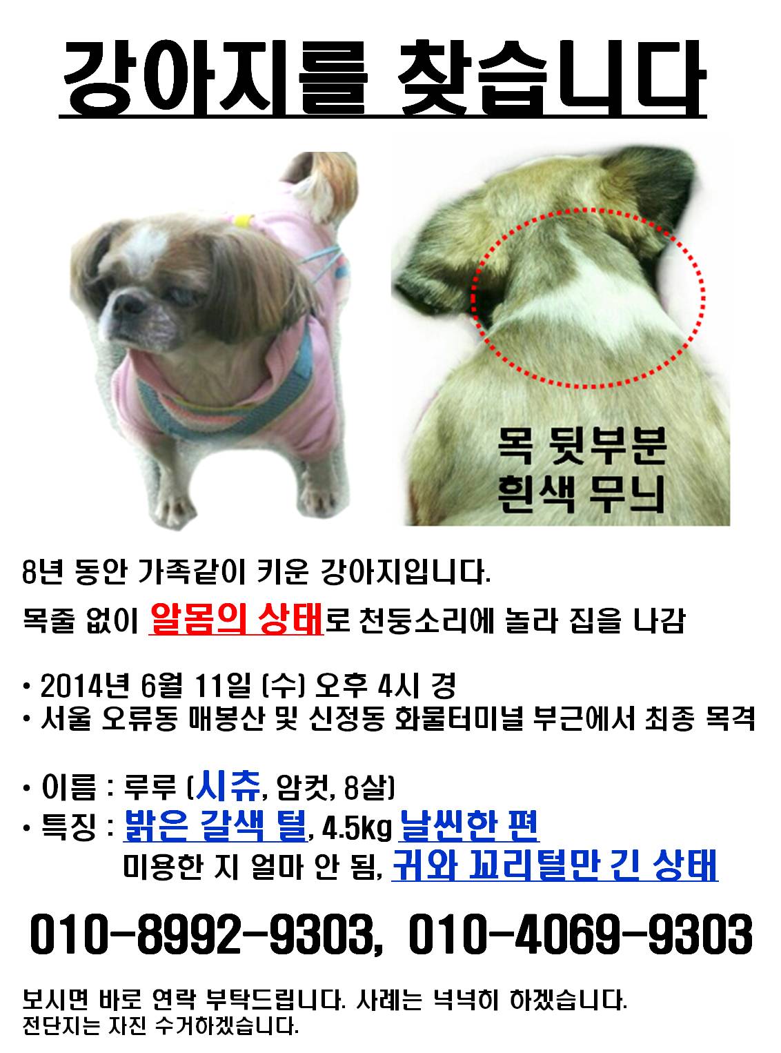 시츄 여아 (8살) 강아지를 찾아주세요. - 강아지 찾아요 - 유기견 보호 센터 - 이미지 3