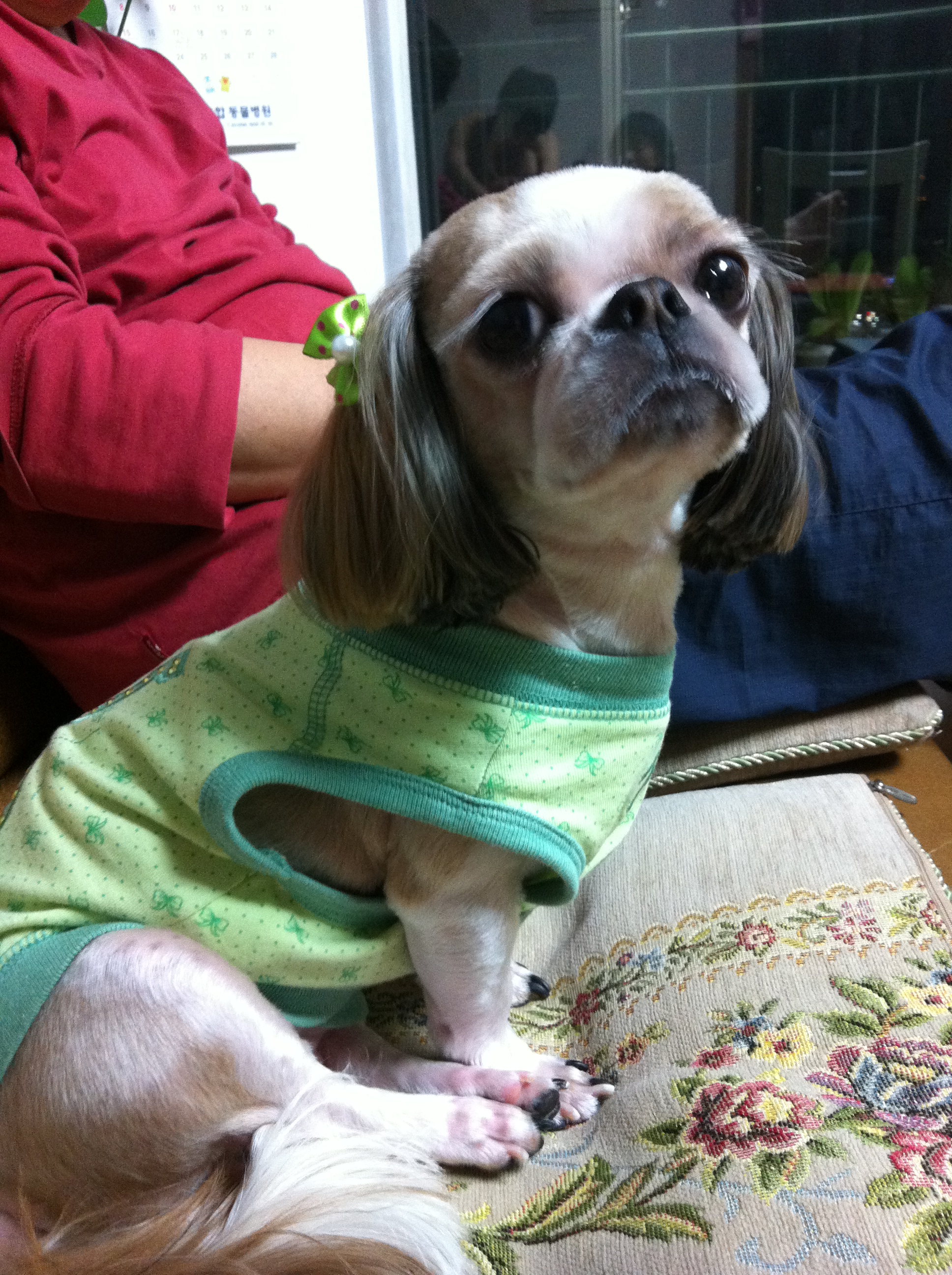 시츄 여아 (8살) 강아지를 찾아주세요. - 강아지 찾아요 - 유기견 보호 센터 - 이미지 1