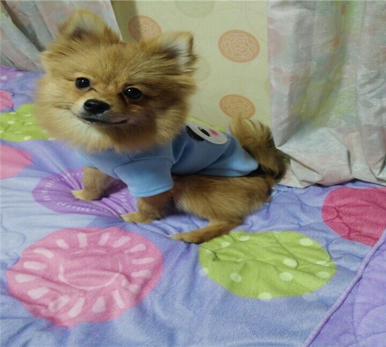 저희 강아지를 찾아주세요 - 강아지 찾아요 - 유기견 보호 센터 - 이미지 1