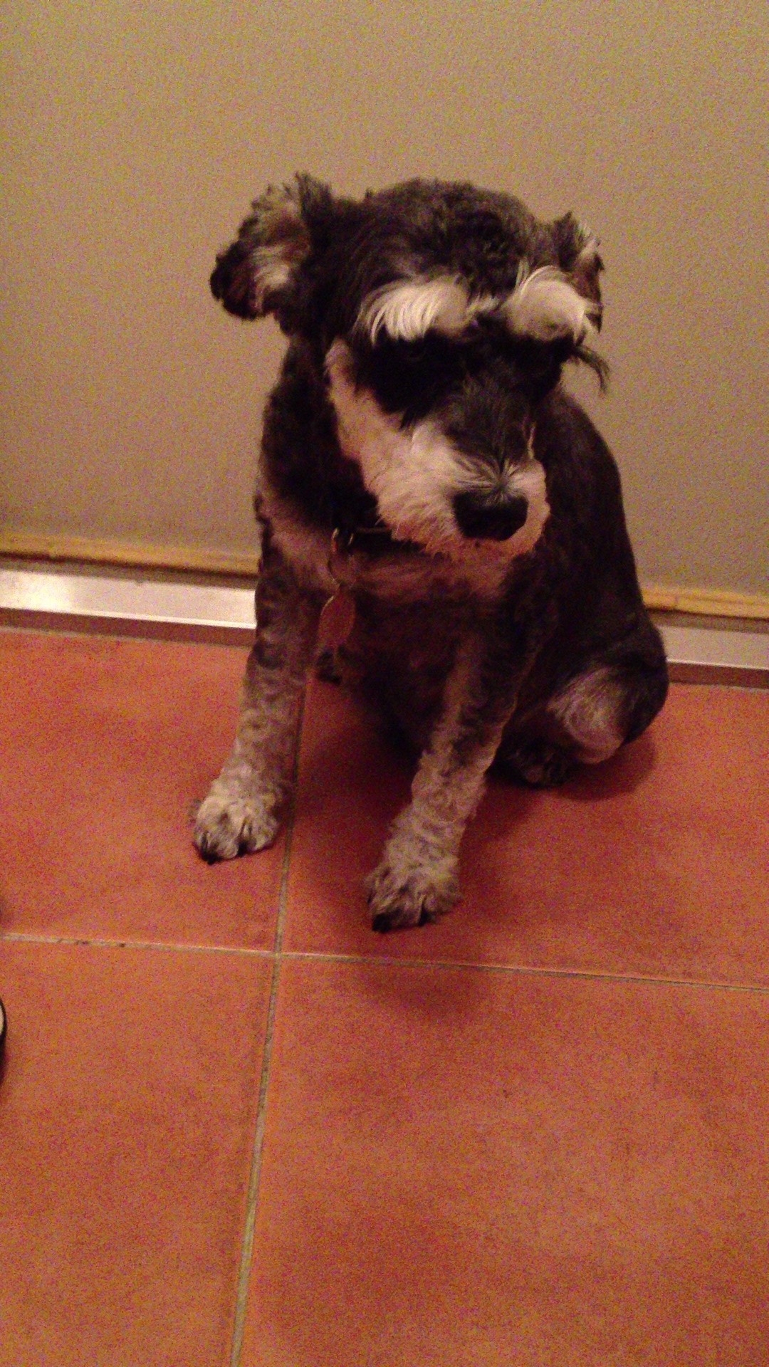 [서울 강서구 공항동]강아지를 찾습니다.