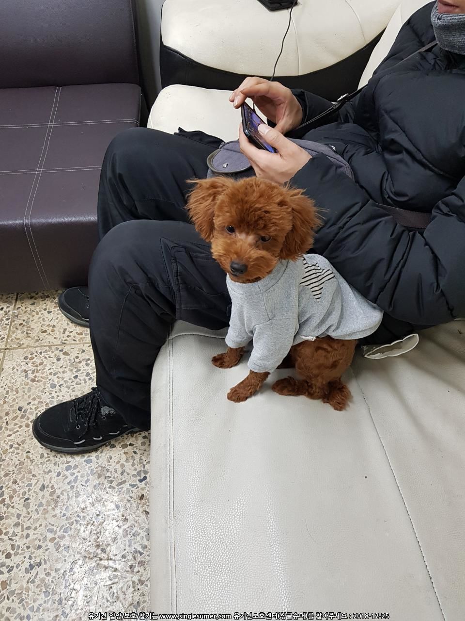 서울성북구정릉동에서진한갈색토이푸들찾자요