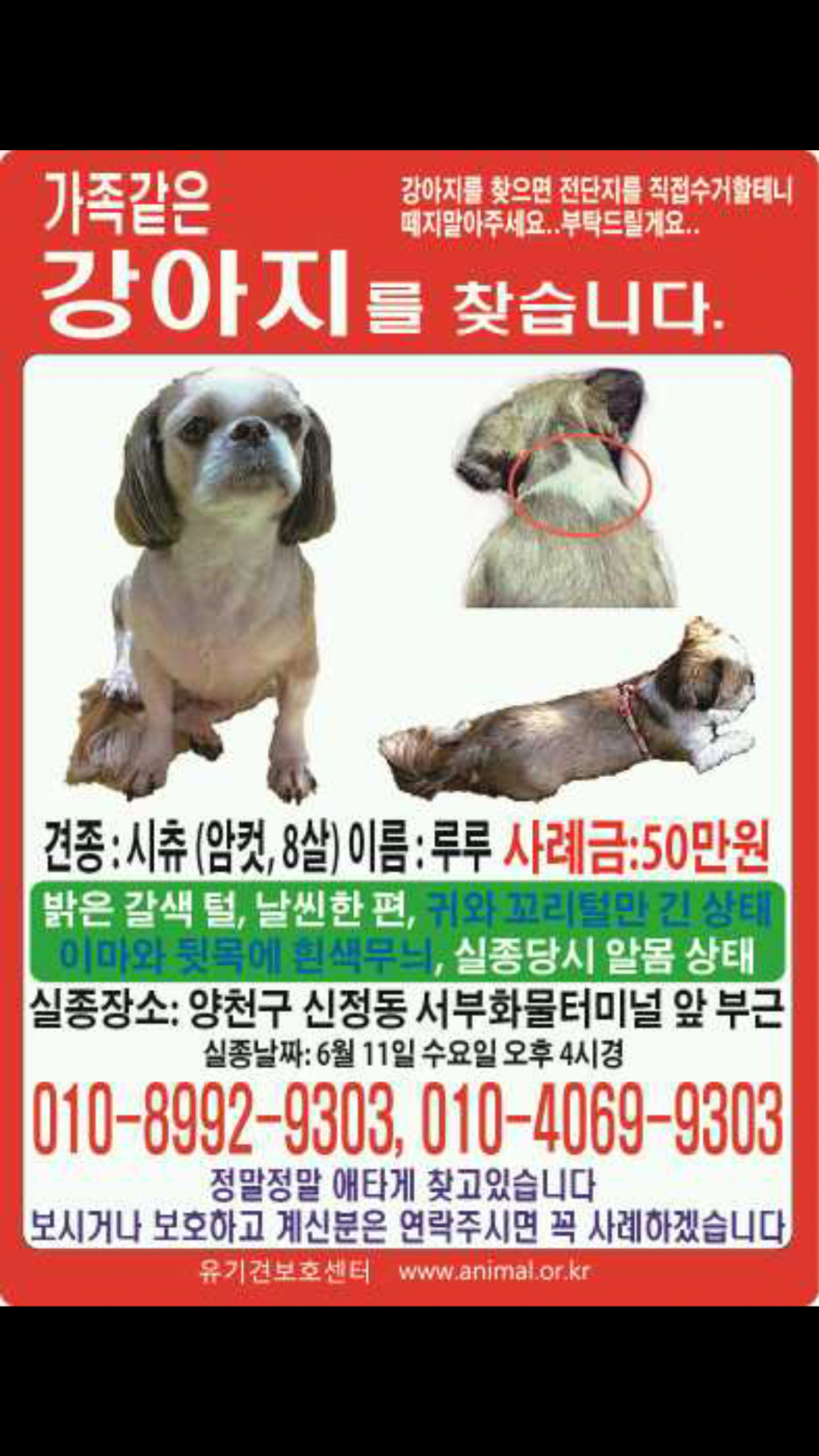 강아지를 찾습니다. (시츄) - 강아지 찾아요 - 유기견 보호 센터 - 이미지 1