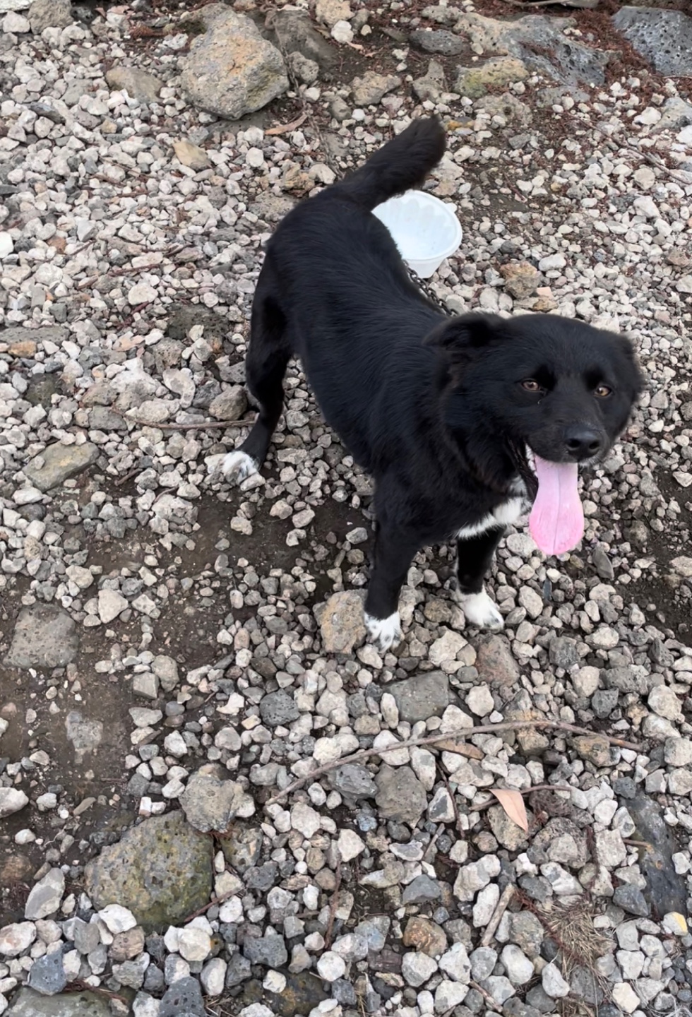 유기견보호센터 강아지보호소 고양이보호소 - 펫찾기 26번째 사진