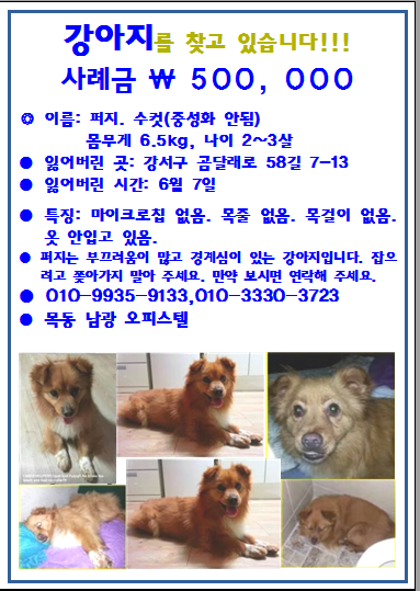 강아지를 찾습니다. - 강아지 찾아요 - 유기견 보호 센터 - 이미지 1