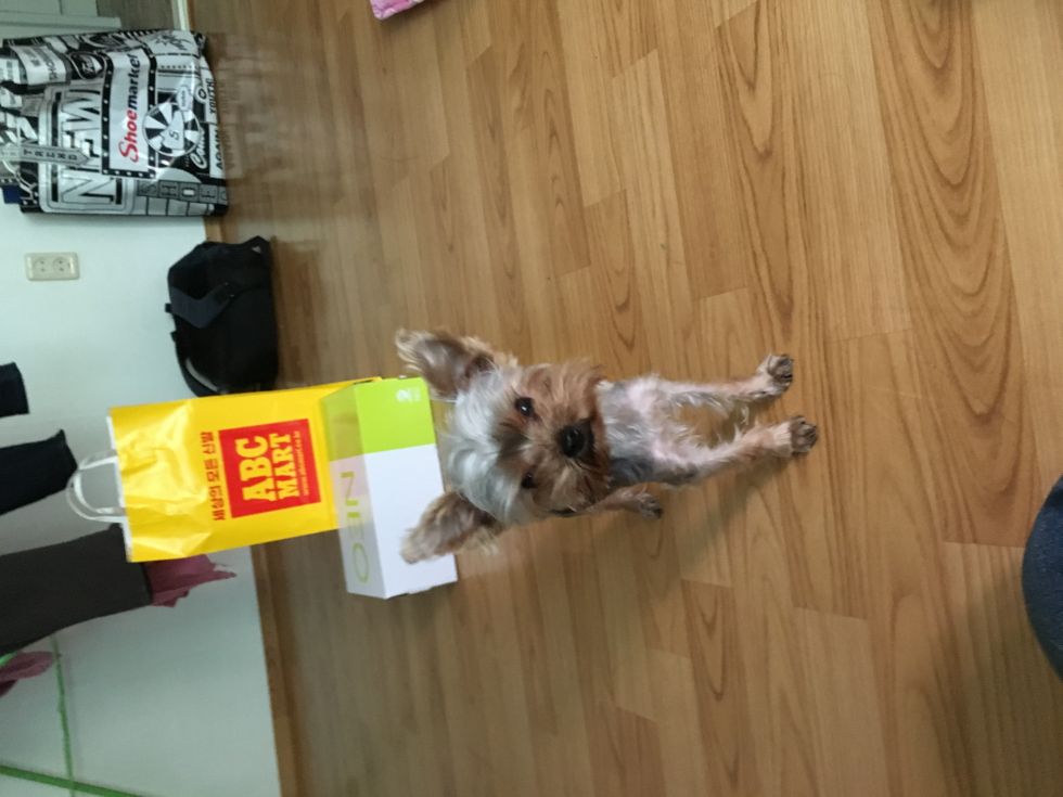 유기견보호센터 강아지보호소 고양이보호소 - 펫찾기 3번째 사진