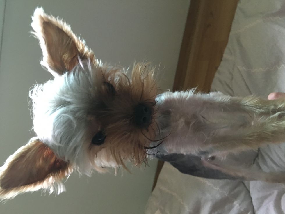 유기견보호센터 강아지보호소 고양이보호소 - 펫찾기 4번째 사진