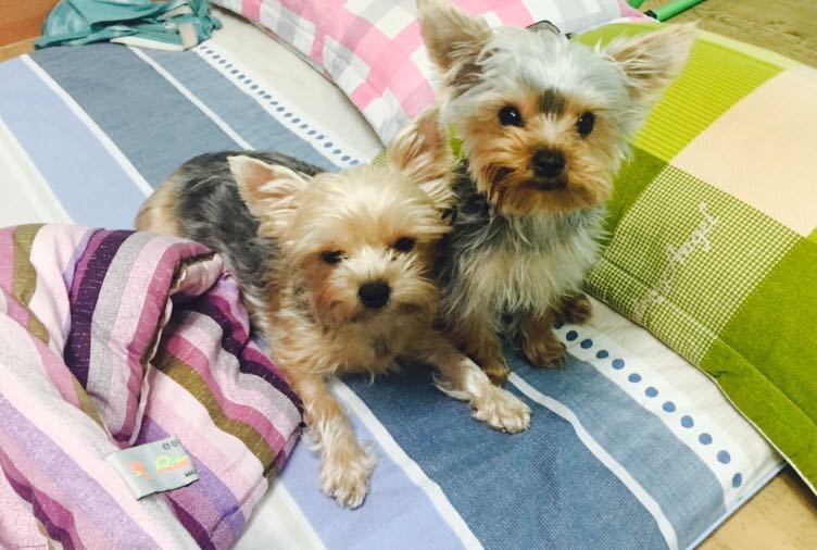 유기견보호센터 강아지보호소 고양이보호소 - 펫찾기 5번째 사진