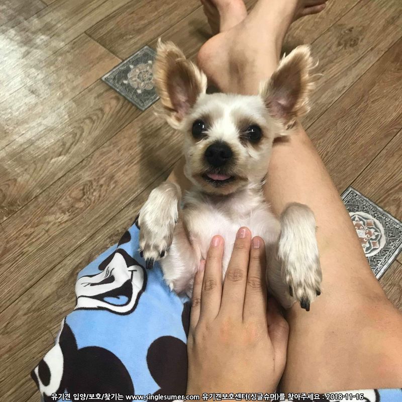 유기견보호센터 강아지보호소 고양이보호소 - 펫찾기 23번째 사진