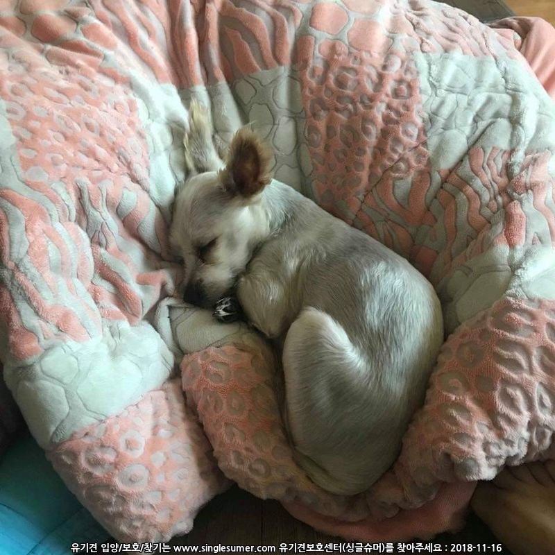 유기견보호센터 강아지보호소 고양이보호소 - 펫찾기 24번째 사진