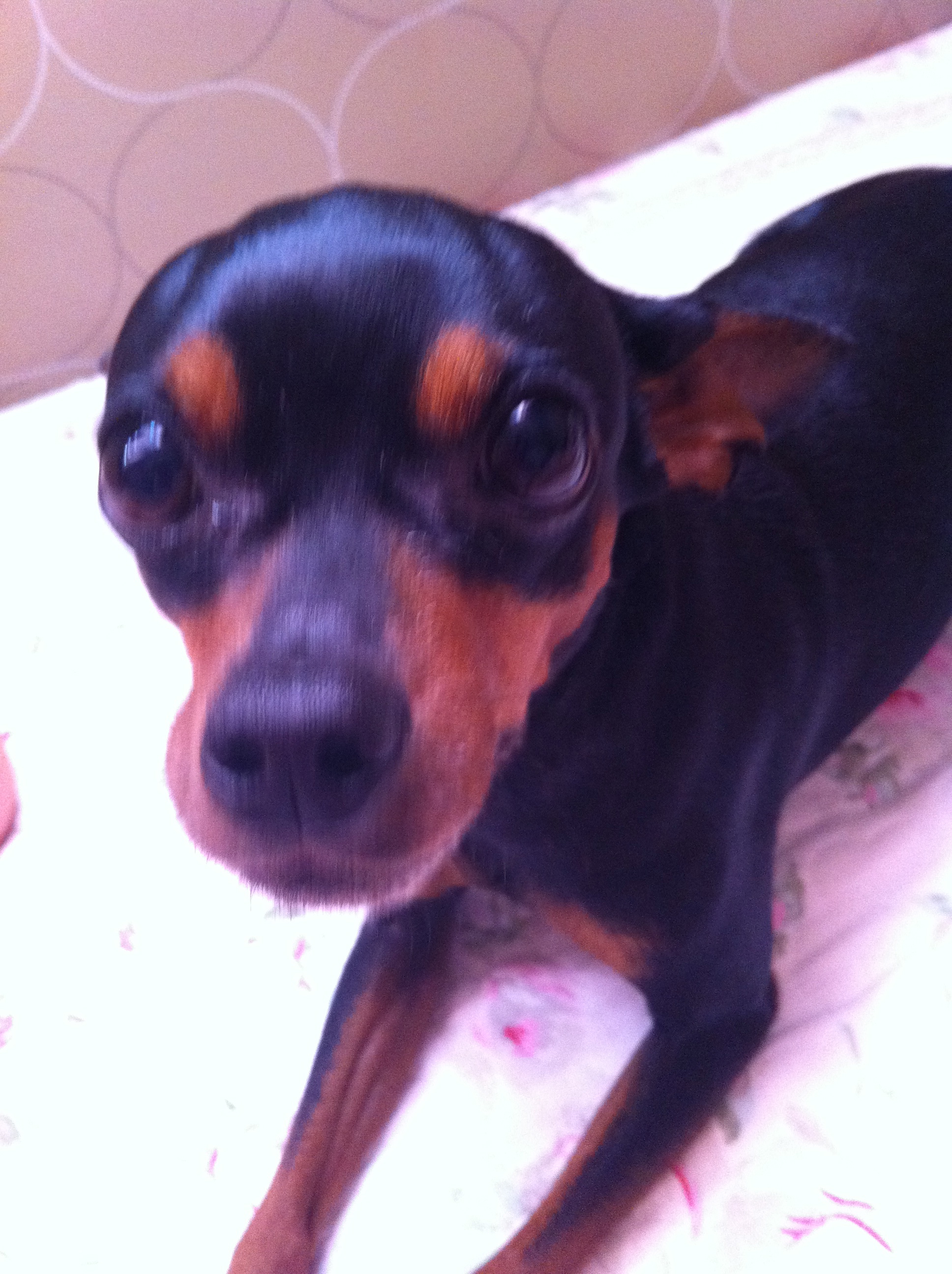 미니핀 찾습니다 - 강아지 찾아요 - 유기견 보호 센터 - 이미지 1