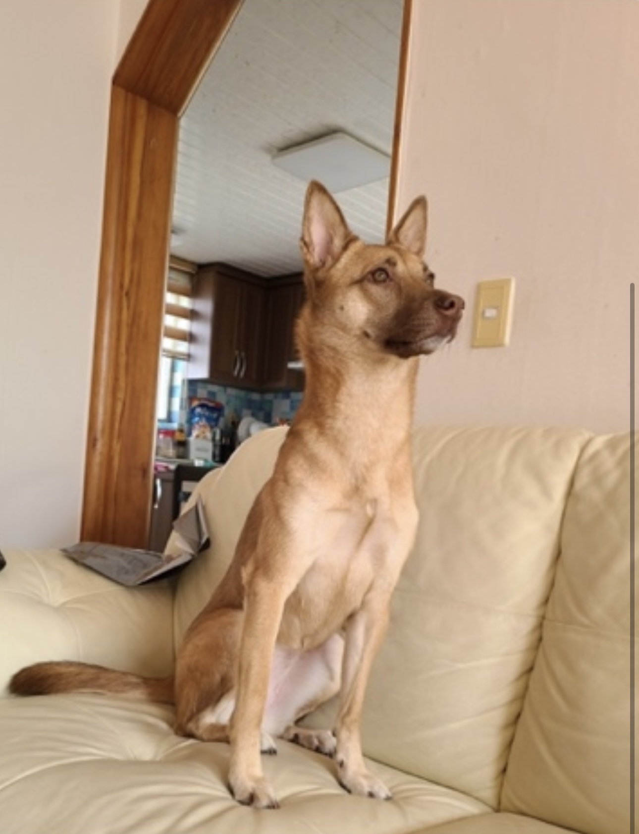 유기견보호센터 강아지보호소 고양이보호소 - 펫찾기 31번째 사진