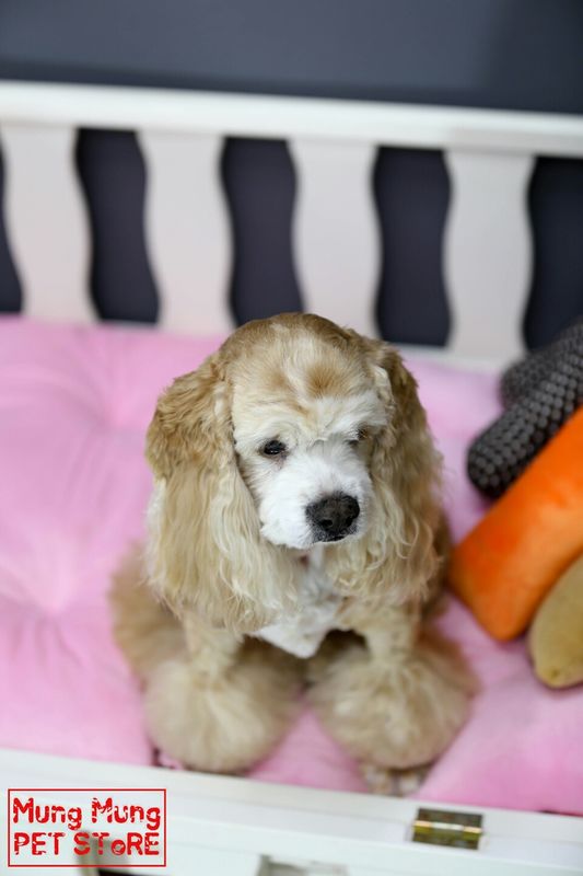 유기견보호센터 강아지보호소 고양이보호소 - 펫찾기 8번째 사진