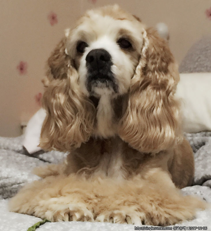 유기견보호센터 강아지보호소 고양이보호소 - 펫찾기 9번째 사진