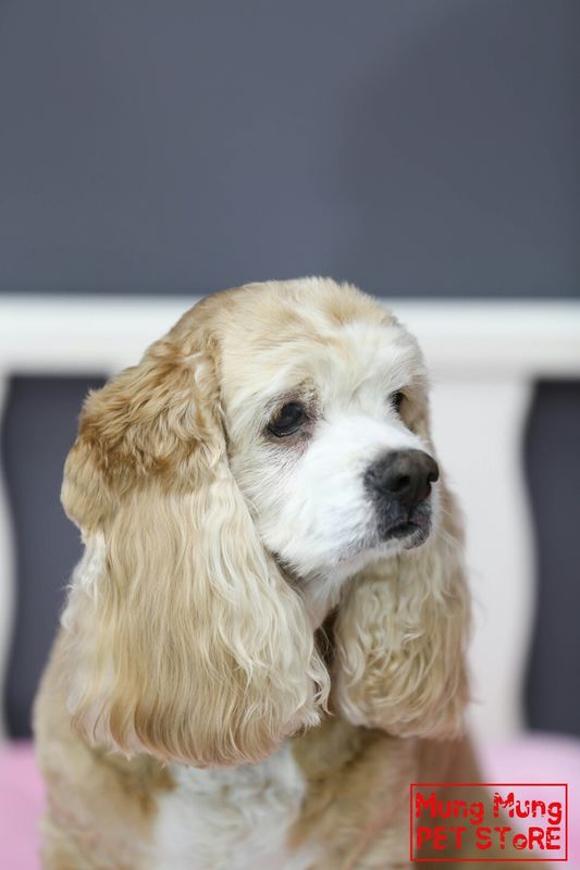 유기견보호센터 강아지보호소 고양이보호소 - 펫찾기 7번째 사진