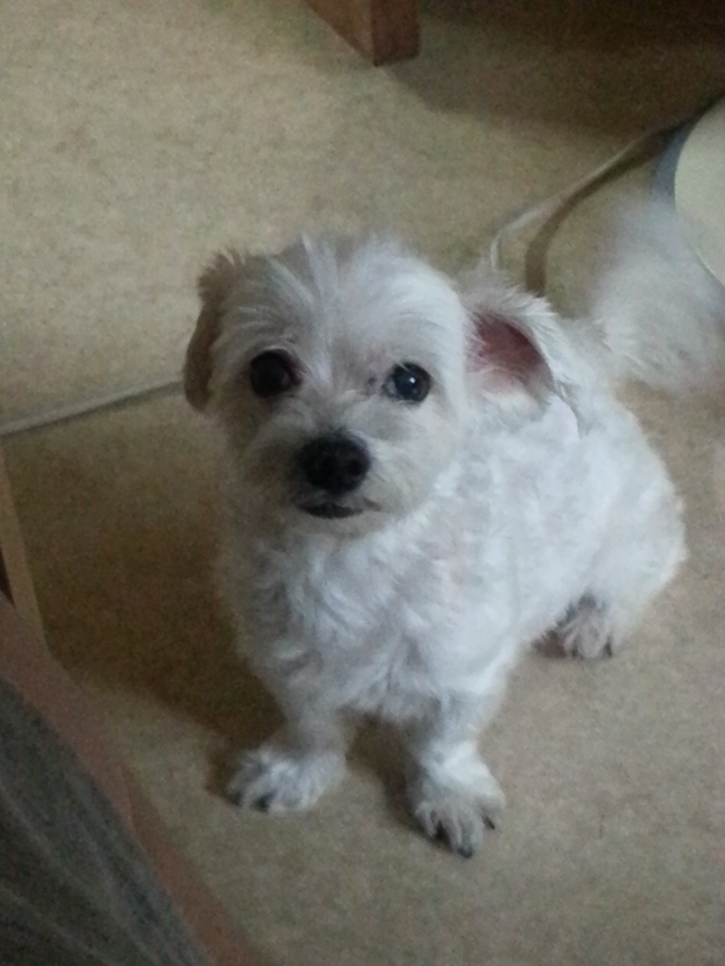 강아지를 찾습니다 - 강아지 찾아요 - 유기견 보호 센터 - 이미지 1