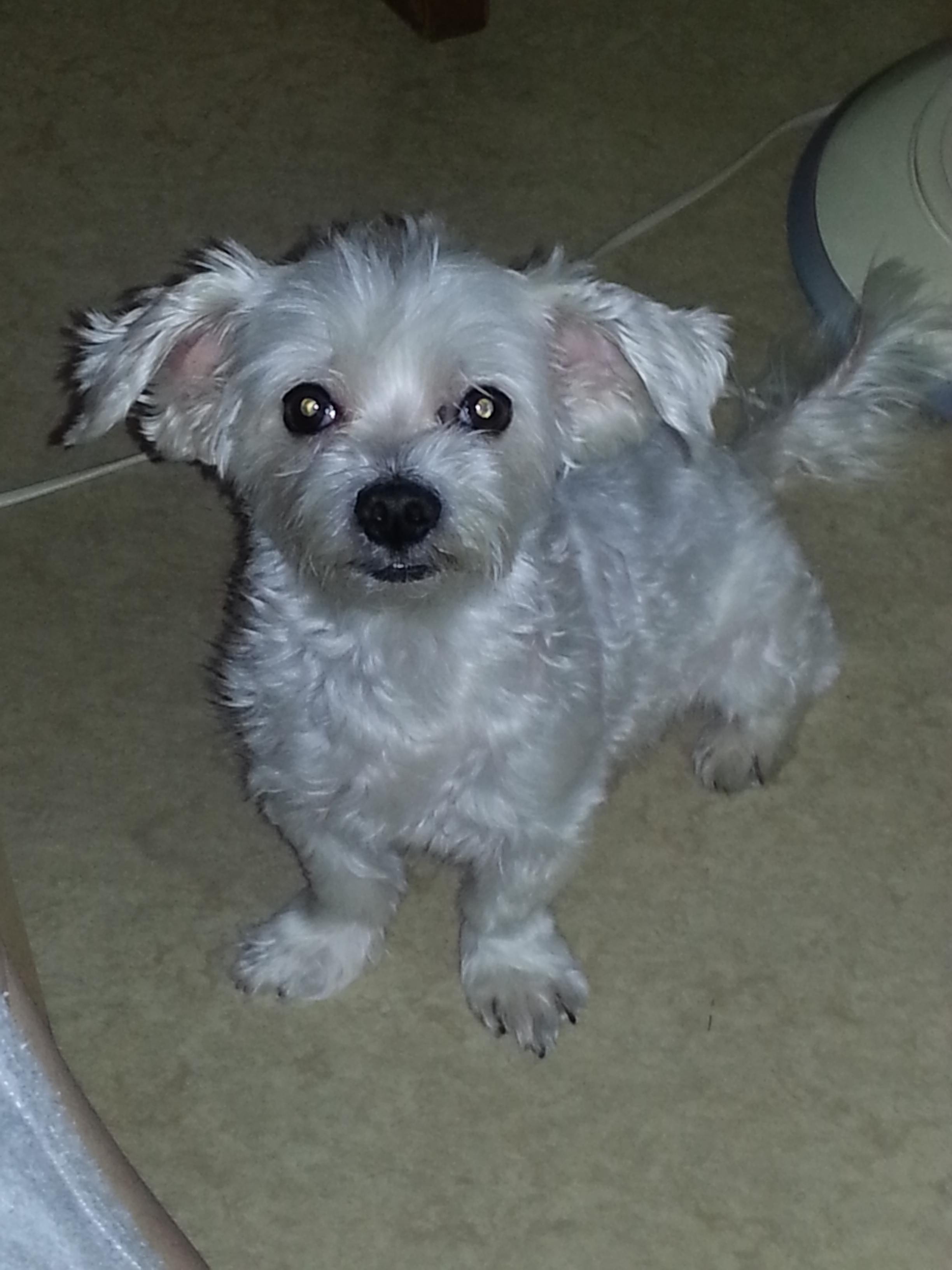 강아지를 찾습니다 - 강아지 찾아요 - 유기견 보호 센터 - 이미지 2