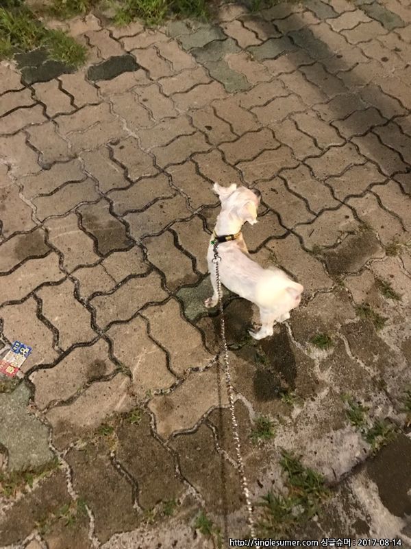 유기견보호센터 강아지보호소 고양이보호소 - 펫찾기 24번째 사진