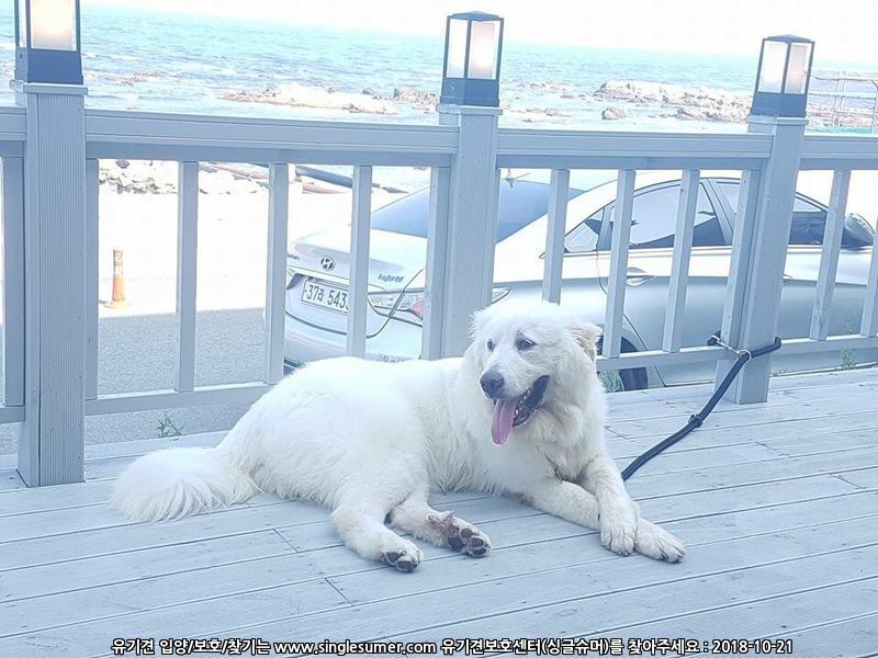 유기견보호센터 강아지보호소 고양이보호소 - 펫찾기 19번째 사진