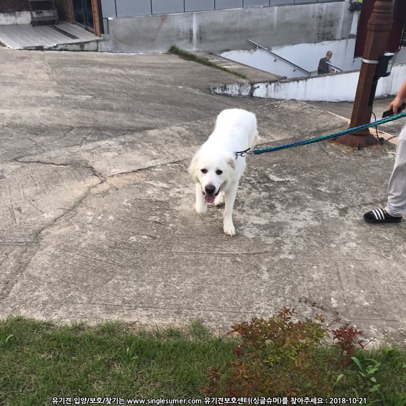 유기견보호센터 강아지보호소 고양이보호소 - 펫찾기 20번째 사진