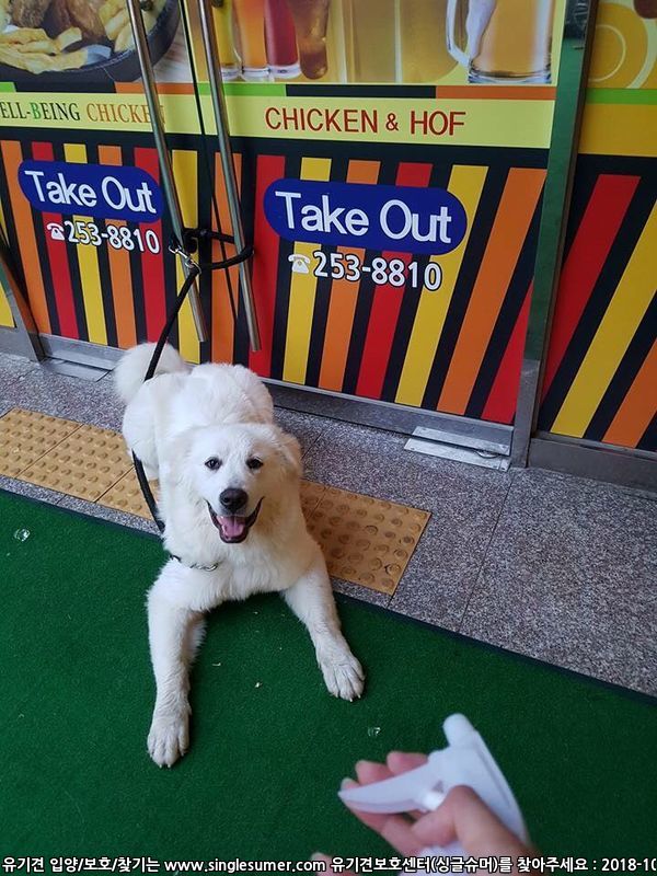 유기견보호센터 강아지보호소 고양이보호소 - 펫찾기 18번째 사진