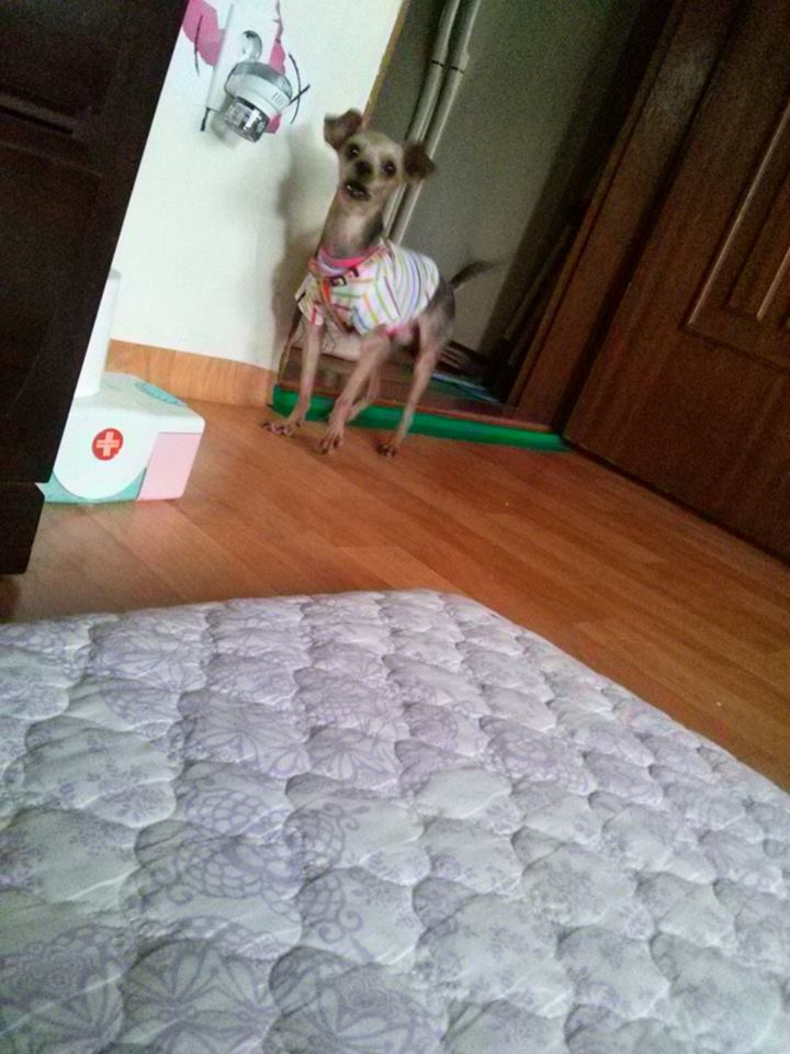 서울)송파구 강아지찾습니다. - 강아지 찾아요 - 유기견 보호 센터 - 이미지 3