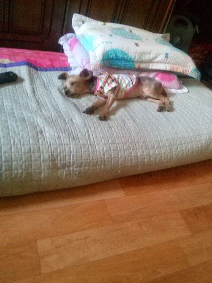 서울)송파구 강아지찾습니다. - 강아지 찾아요 - 유기견 보호 센터 - 이미지 4