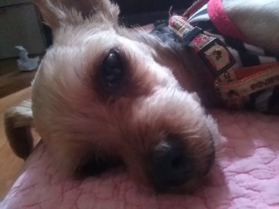 서울)송파구 강아지찾습니다. - 강아지 찾아요 - 유기견 보호 센터 - 이미지 2