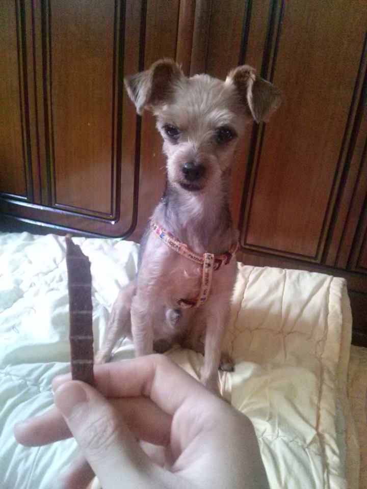 서울)송파구 강아지찾습니다. - 강아지 찾아요 - 유기견 보호 센터 - 이미지 1