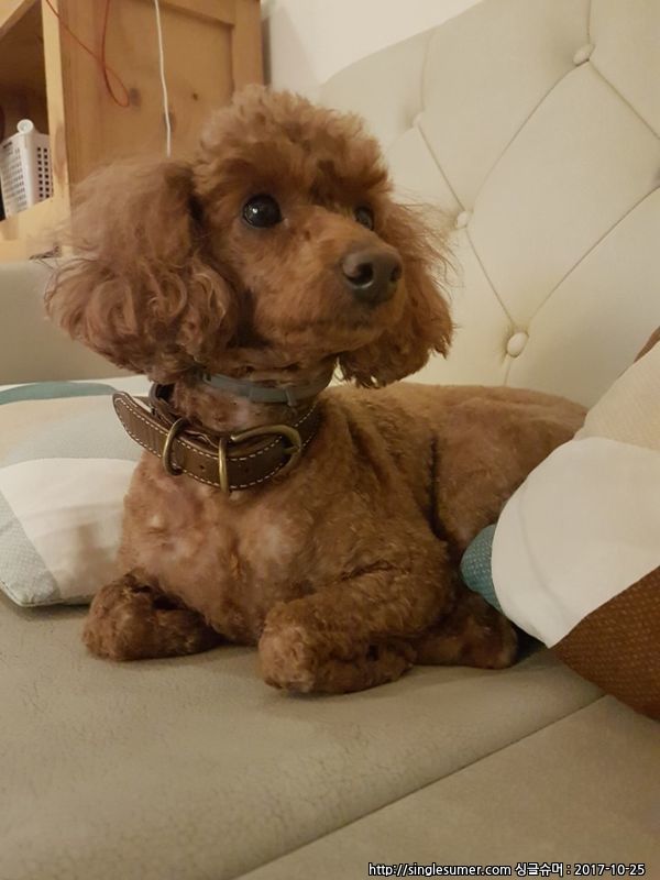 유기견보호센터 강아지보호소 고양이보호소 - 펫찾기 21번째 사진