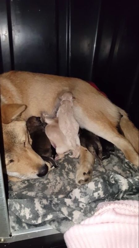 사라진 일편이를 찾아주세요