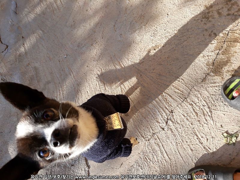 유기견보호센터 강아지보호소 고양이보호소 - 펫찾기 8번째 사진