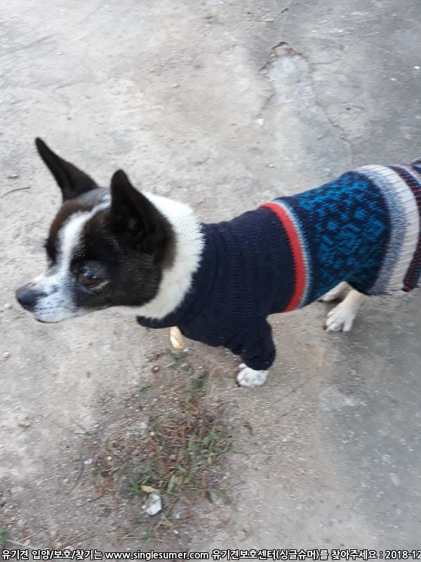 유기견보호센터 강아지보호소 고양이보호소 - 펫찾기 9번째 사진