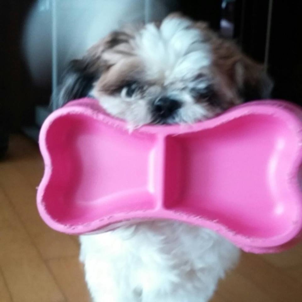 (수원)시추, 싼이를 찾습니다 - 강아지 찾아요 - 유기견 보호 센터 - 이미지 2