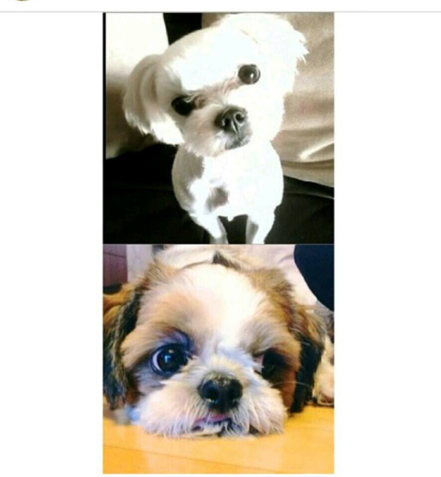 (수원)시추, 싼이를 찾습니다 - 강아지 찾아요 - 유기견 보호 센터 - 이미지 1