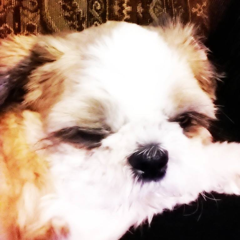 (수원)시추, 싼이를 찾습니다 - 강아지 찾아요 - 유기견 보호 센터 - 이미지 3