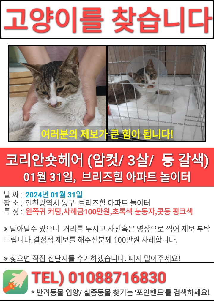 고양이를 애타게 찾습니다. - 강아지 찾아요 - 유기견 보호 센터 - 이미지 1