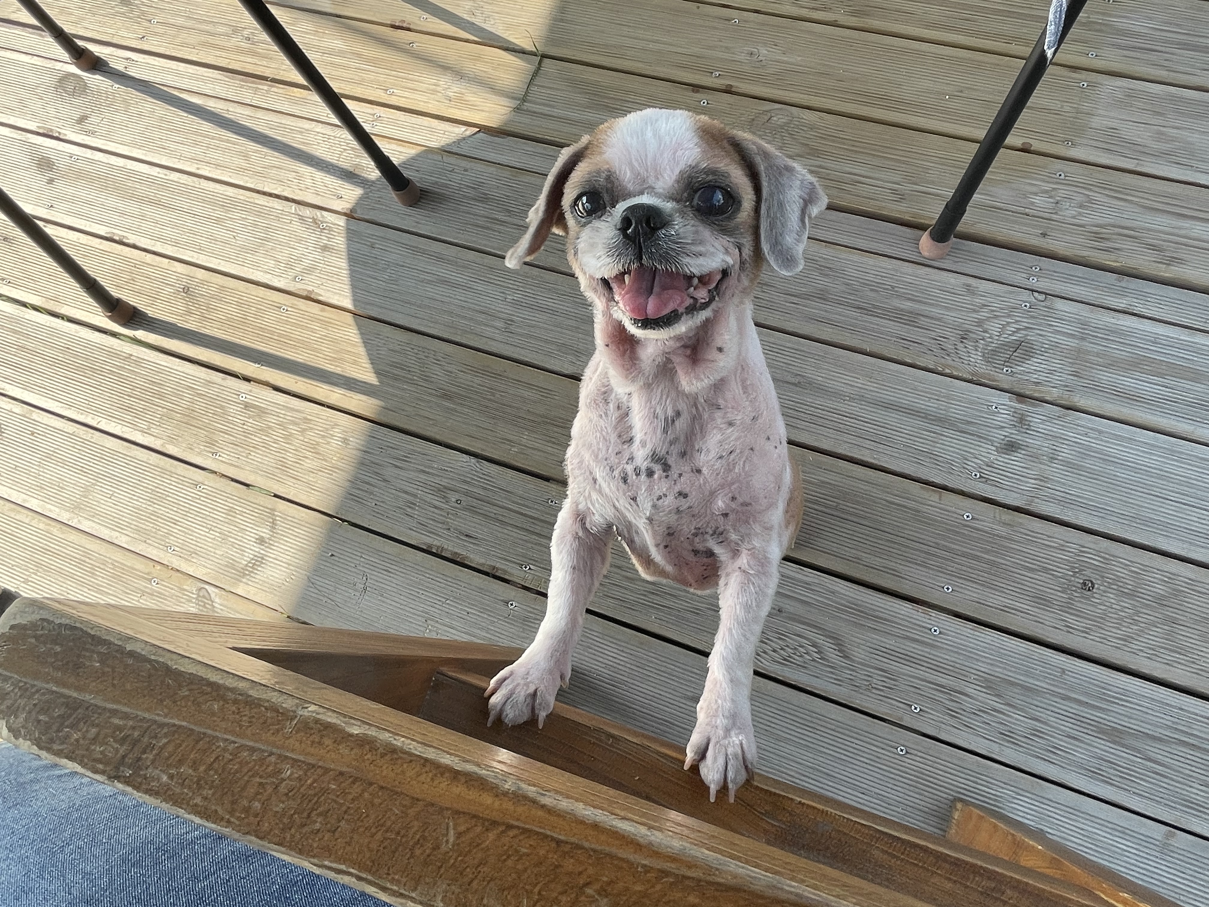 유기견보호센터 강아지보호소 고양이보호소 - 펫찾기 7번째 사진