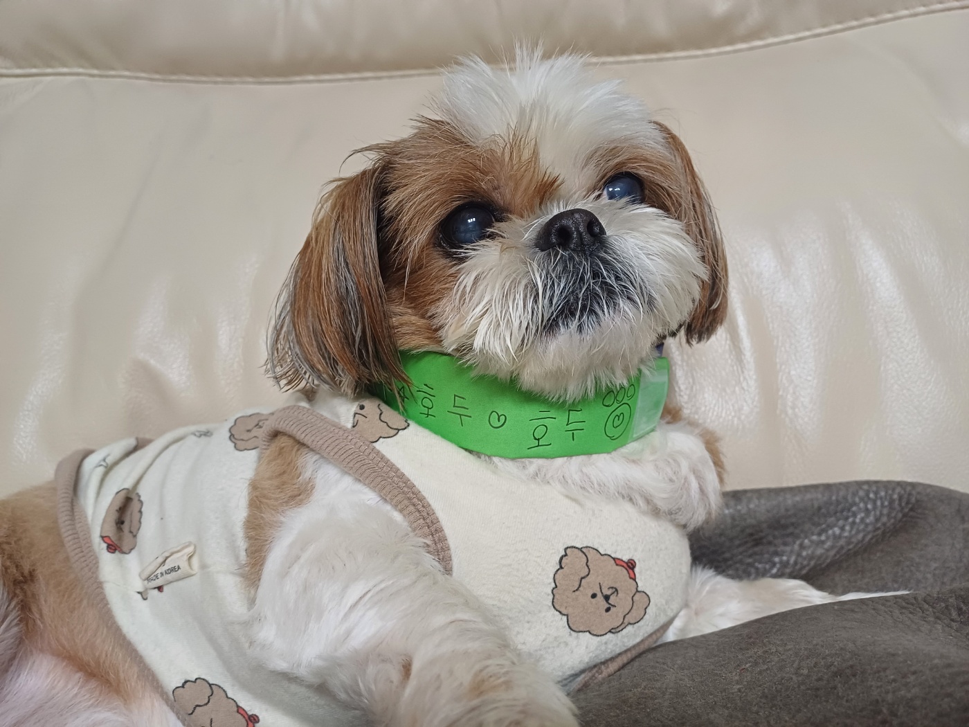 유기견보호센터 강아지보호소 고양이보호소 - 펫찾기 16번째 사진