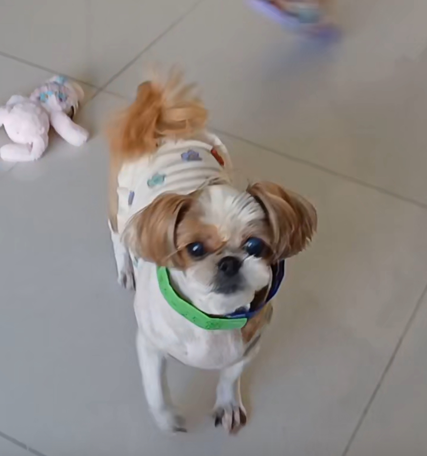 강아지를 찾습니다 - 강아지 찾아요 - 유기견 보호 센터 - 이미지 1