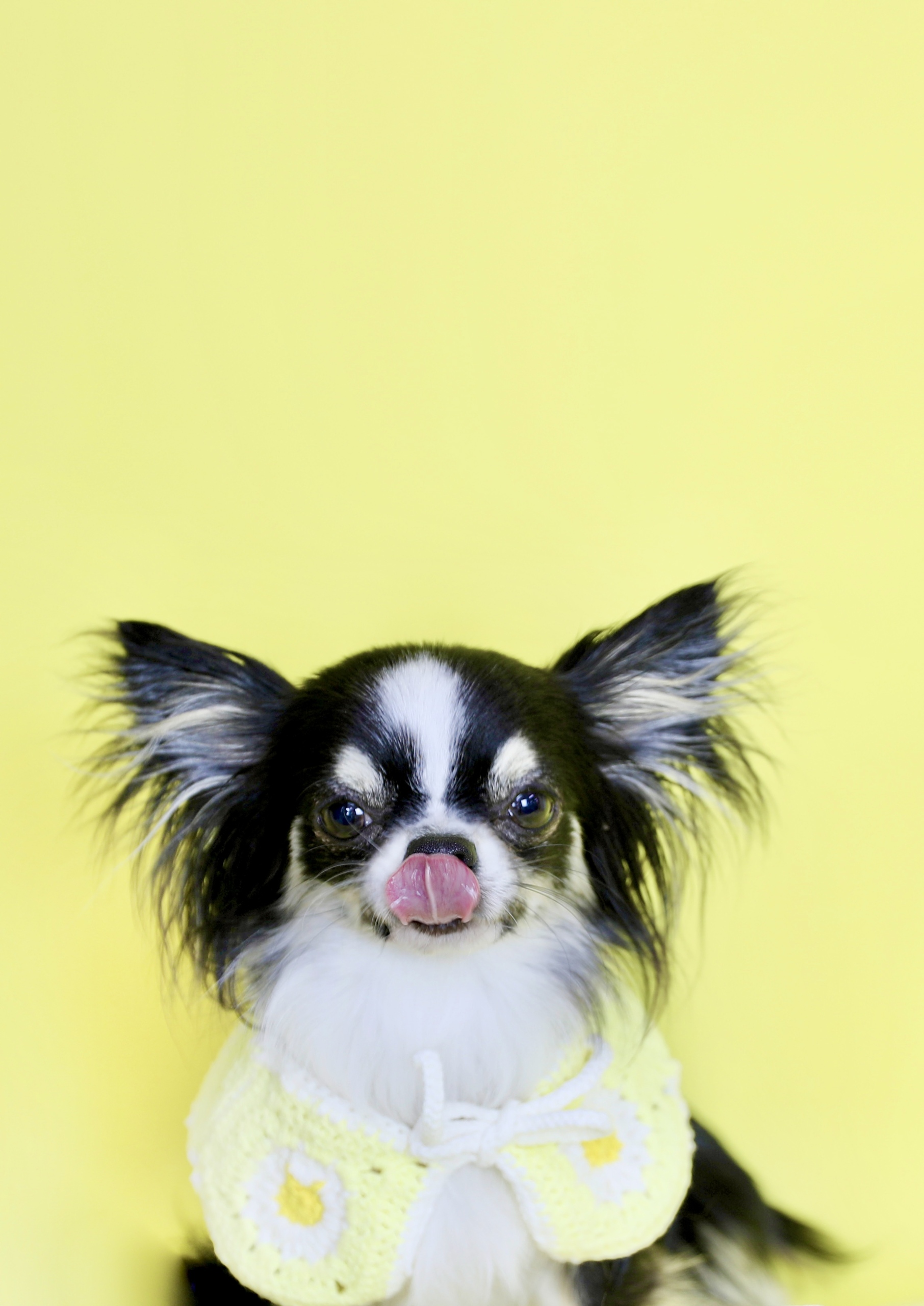 유기견보호센터 강아지보호소 고양이보호소 - 펫찾기 25번째 사진