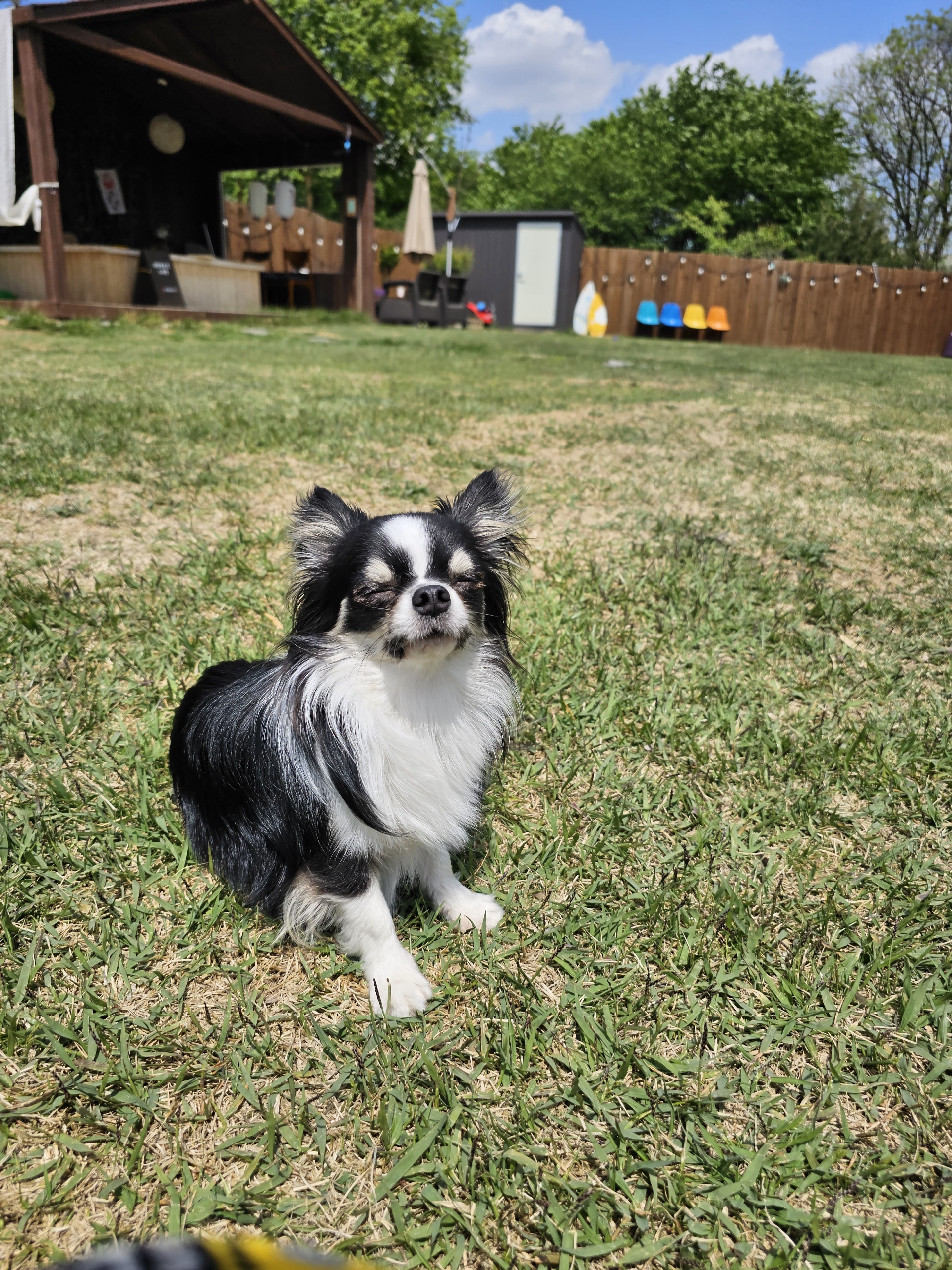 유기견보호센터 강아지보호소 고양이보호소 - 펫찾기 24번째 사진