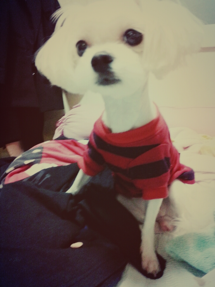 안산시 상록구 한양아파트 근처에서 말티즈 찾아요ㅠ퓨ㅠ 제발 부탁드릴게요 - 강아지 찾아요 - 유기견 보호 센터 - 이미지 1