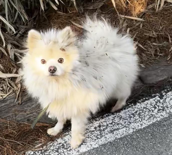 강아지 주인을 찾습니다! - 강아지 찾아요 - 유기견 보호 센터 - 이미지 1
