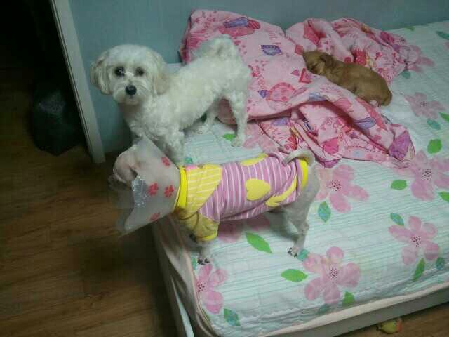 (평택)충북면 후사리에서 애완견을 잃어버렸어요 - 강아지 찾아요 - 유기견 보호 센터 - 이미지 3