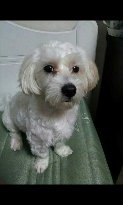 (평택)충북면 후사리에서 애완견을 잃어버렸어요 - 강아지 찾아요 - 유기견 보호 센터 - 이미지 1